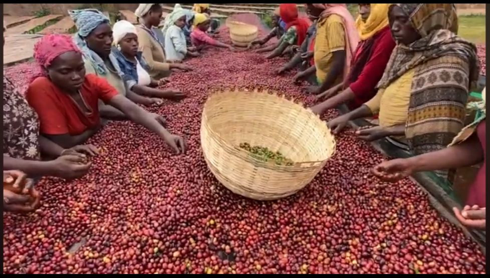 Green arabica coffee beans