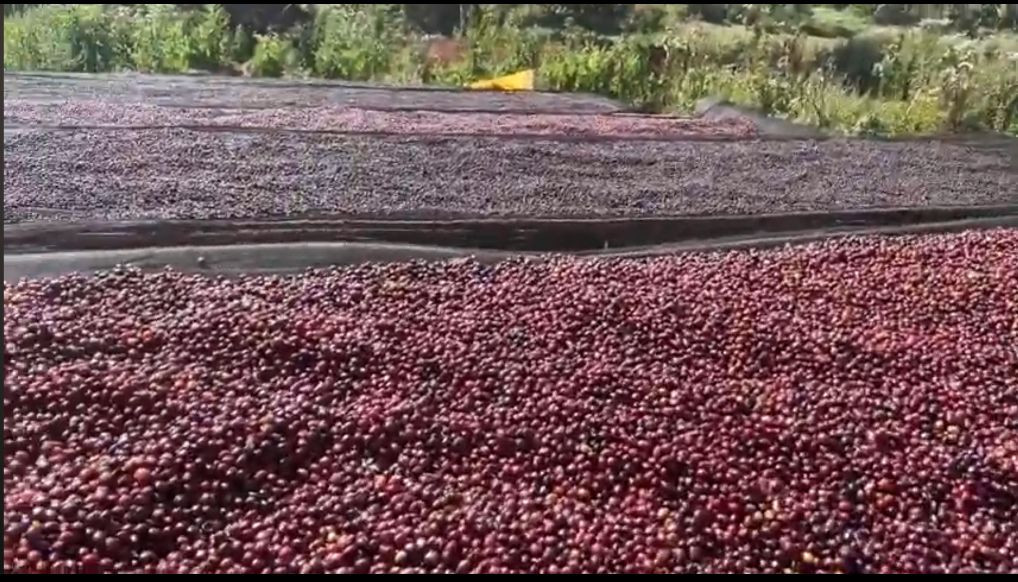 Green coffee beans